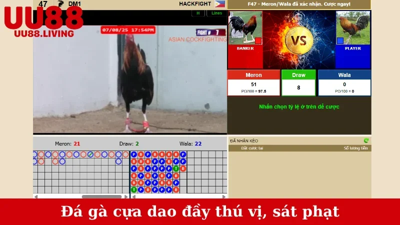 Đá gà cựa dao đầy thú vị, sát phạt
