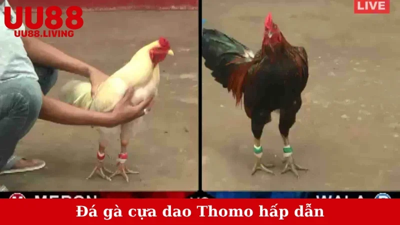 Đá gà cựa dao Thomo hấp dẫn
