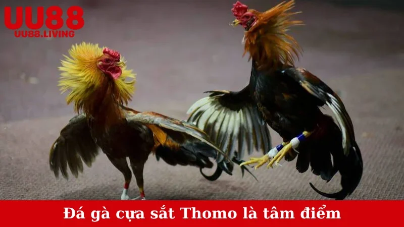 Đá gà cựa sắt Thomo là tâm điểm