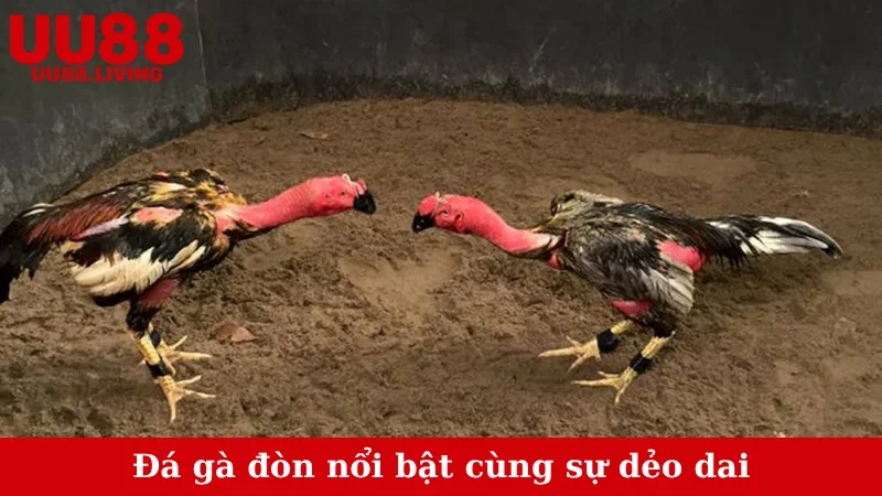 Đá gà đòn nổi bật cùng sự dẻo dai