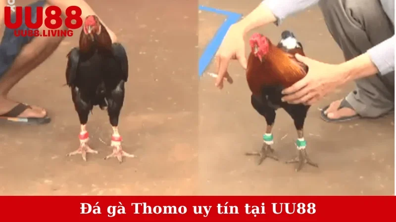 Đá gà Thomo uy tín tại UU88
