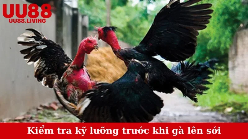 Kiểm tra kỹ lưỡng trước khi gà lên sới