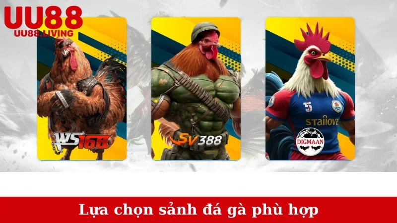 Lựa chọn sảnh đá gà phù hợp