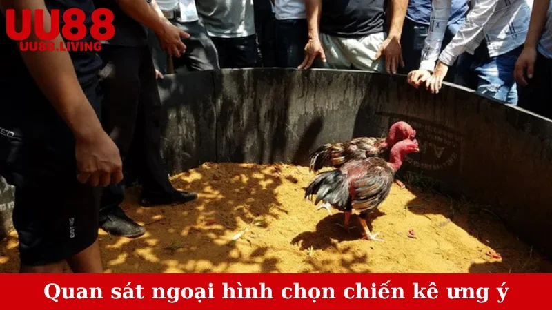 Quan sát ngoại hình chọn chiến kê ưng ý