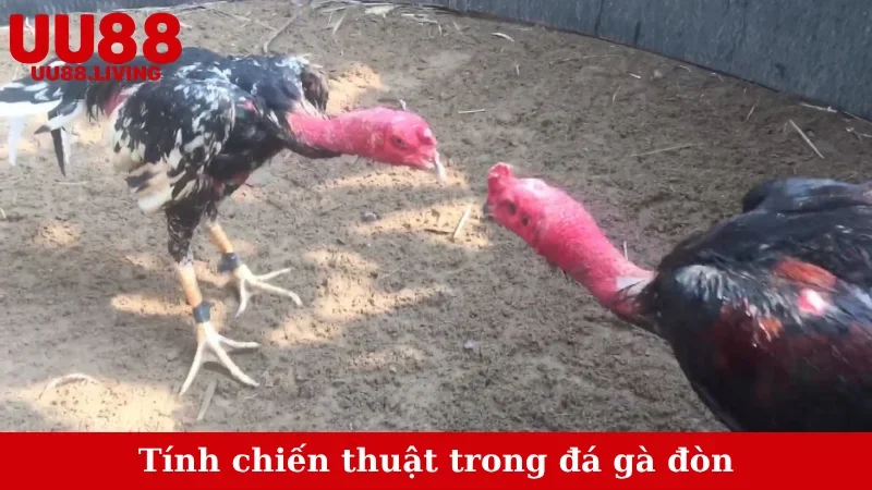 Tính chiến thuật trong đá gà đòn