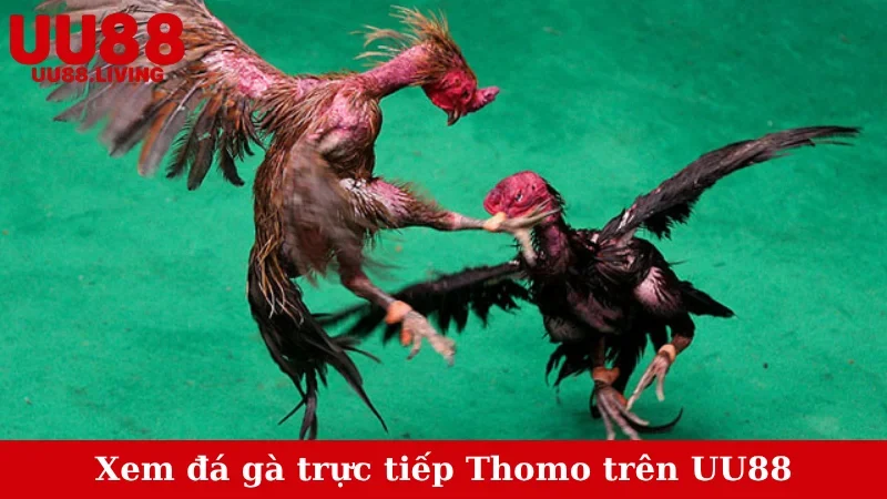 Xem đá gà trực tiếp Thomo trên UU88